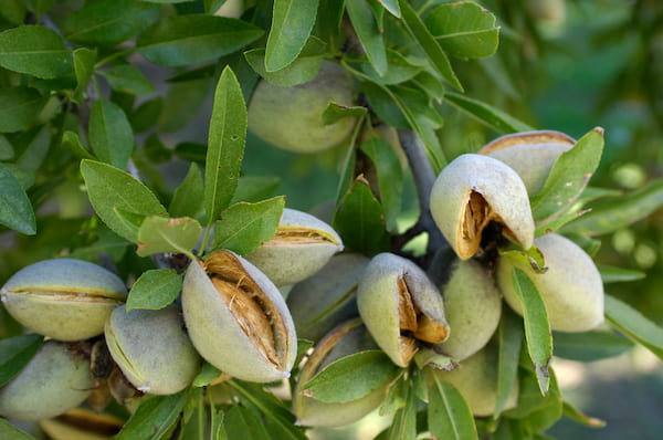 تصویر 3 از بهترین بادام درختی کوهی با طعم ناب و مطبوع
